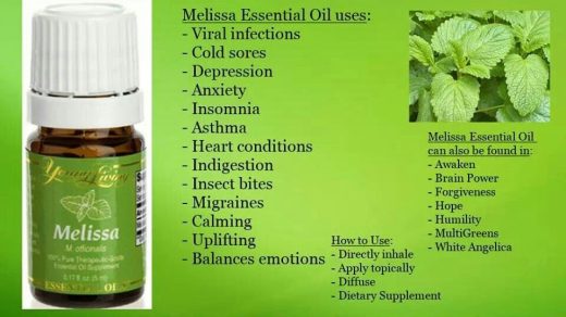 Melissa | Living essentials oils, Melissa essential oil, Essential oils